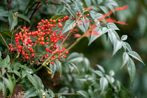 branch of tree with red berries