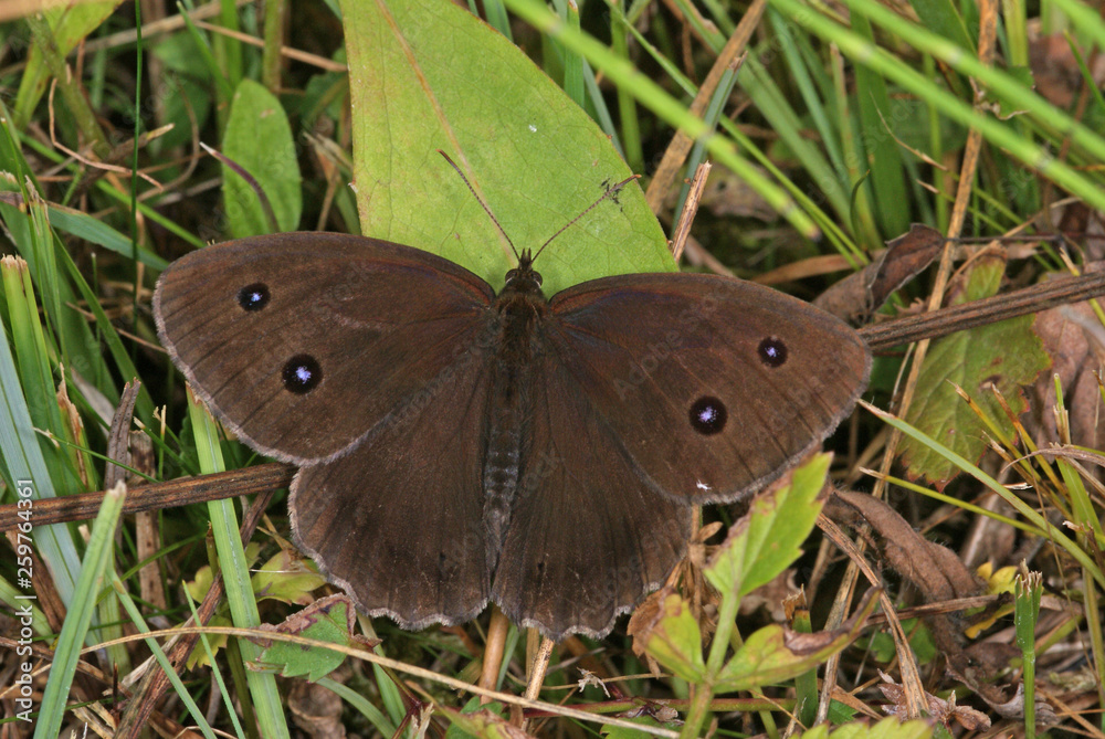 Minois dryas (SCOPOLI, 1763) Blauäugiger Waldportier DE , BY , Murnauer Moos 30.07.2013 Minois dryas (SCOPOLI, 1763) Blauäugiger Waldportier DE , BY , Murnauer Moos 30.07.2013