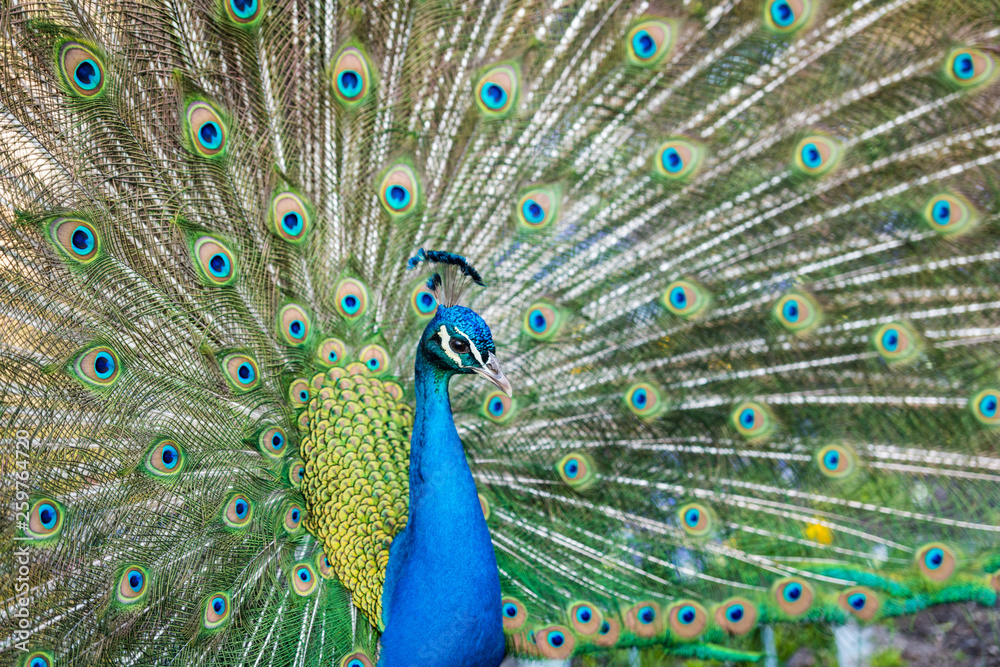 Fototapeta premium Beautiful blue peacock in a public park in Madrid