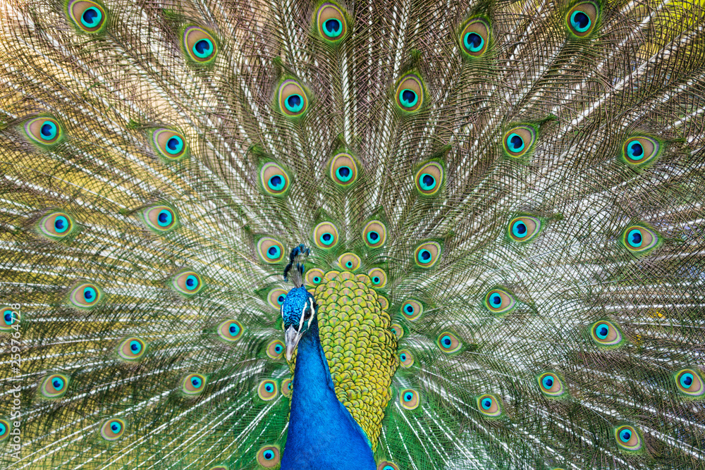 Fototapeta premium Beautiful blue peacock in a public park in Madrid