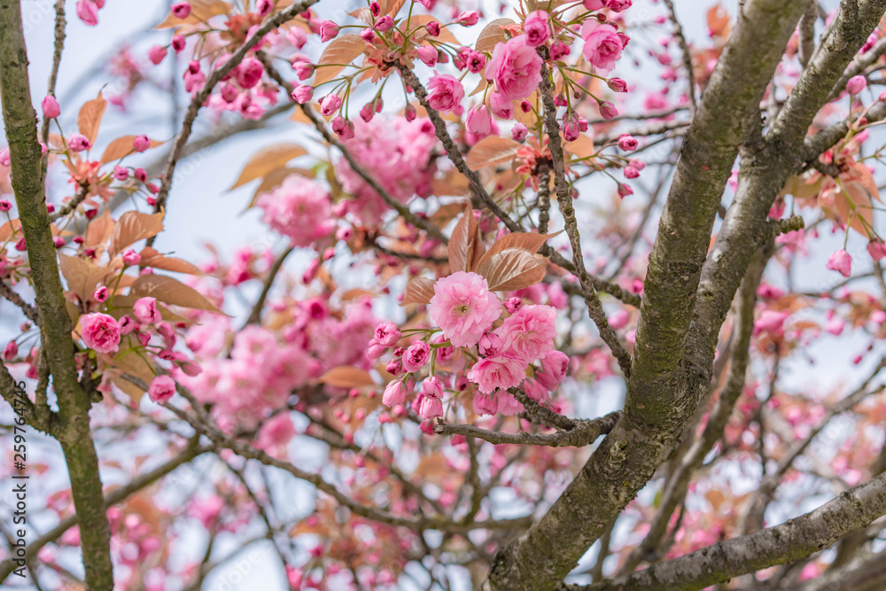 cherry blossom in spring