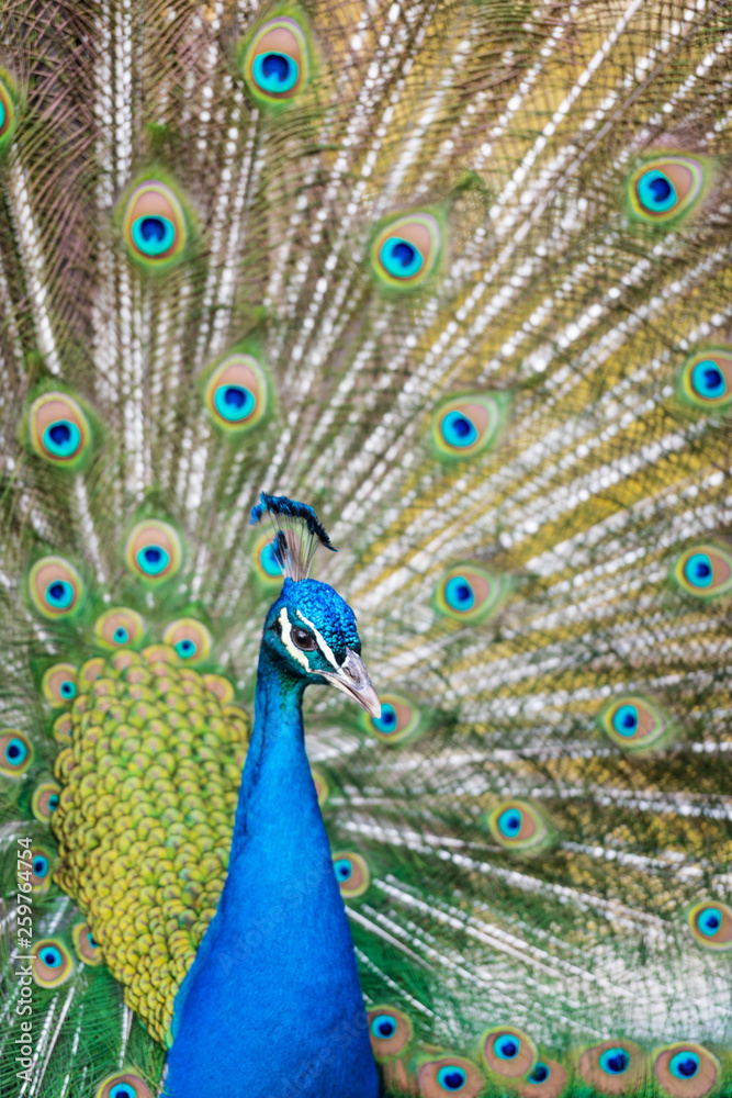 Fototapeta premium Beautiful blue peacock in a public park in Madrid