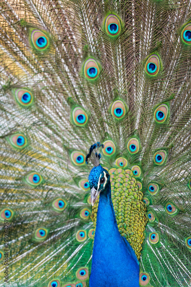Obraz premium Beautiful blue peacock in a public park in Madrid