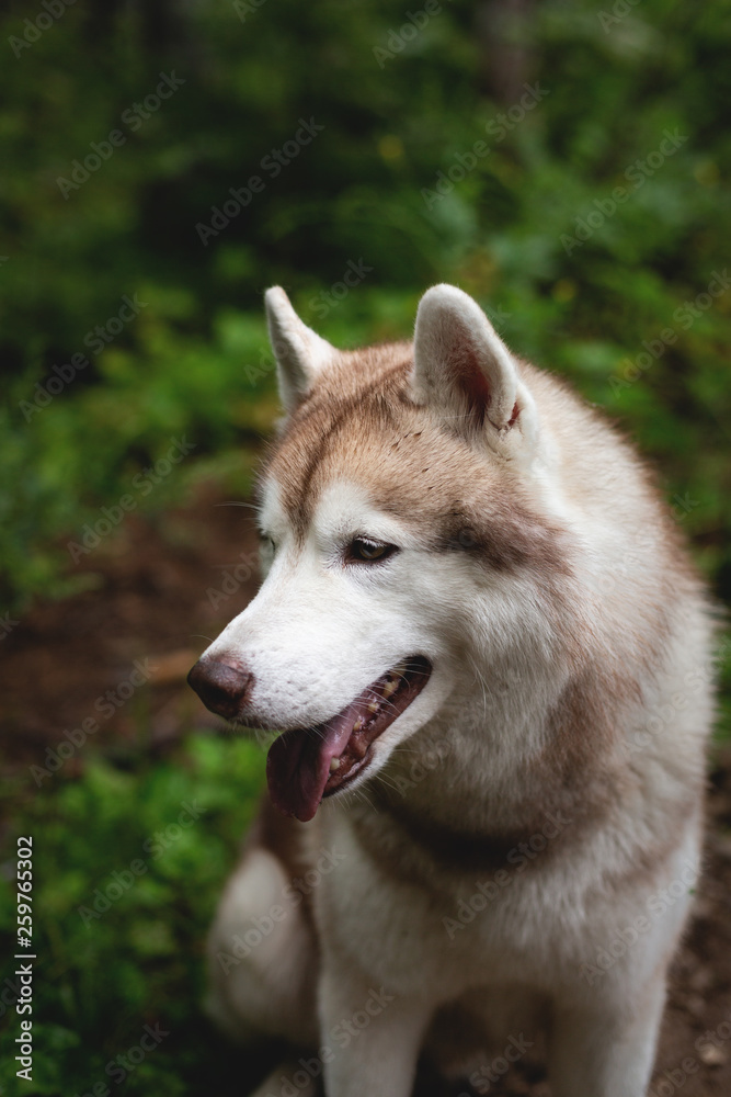 Beautiful dog breed siberian husky in the forest on rainy day Beautiful dog breed siberian husky in the forest on rainy day