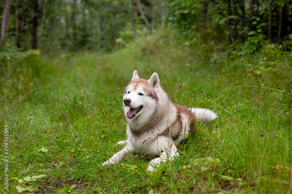 Happy and cute beige and white dog breed siberian husky lying in the green grass in fall Happy and cute beige and white dog breed siberian husky lying in the green grass in fall