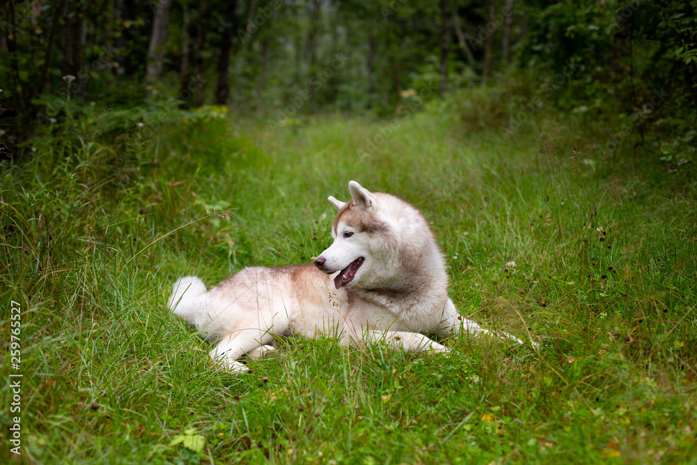 Cute beige and white dog breed siberian husky lying in the green grass in fall Cute beige and white dog breed siberian husky lying in the green grass in fall