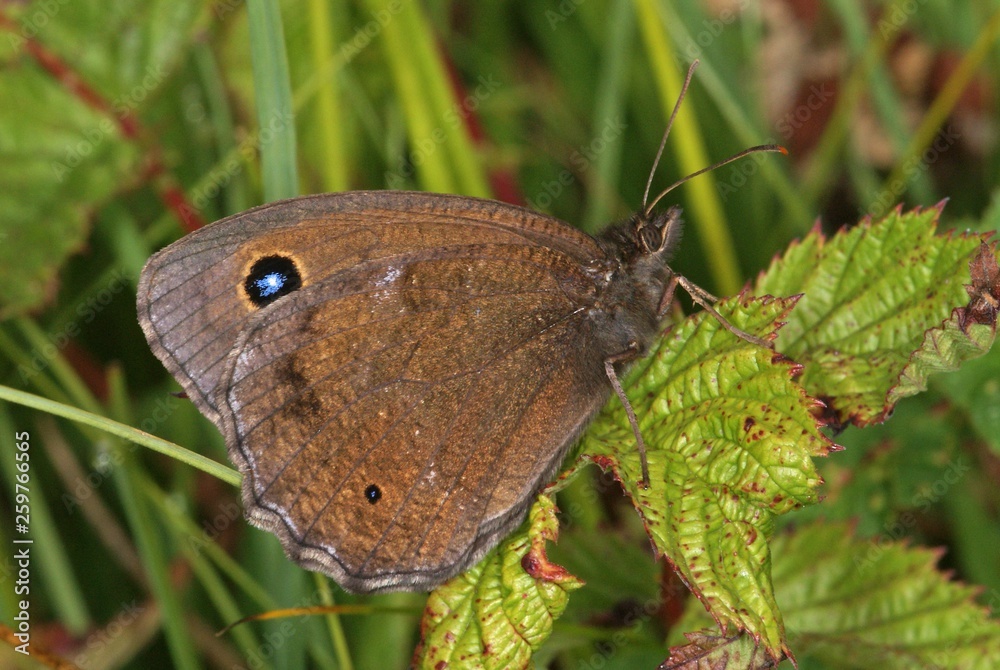 Fototapeta premium Minois dryas (SCOPOLI, 1763) Blauäugiger Waldportier DE , BY , Murnauer Moos 30.07.2013