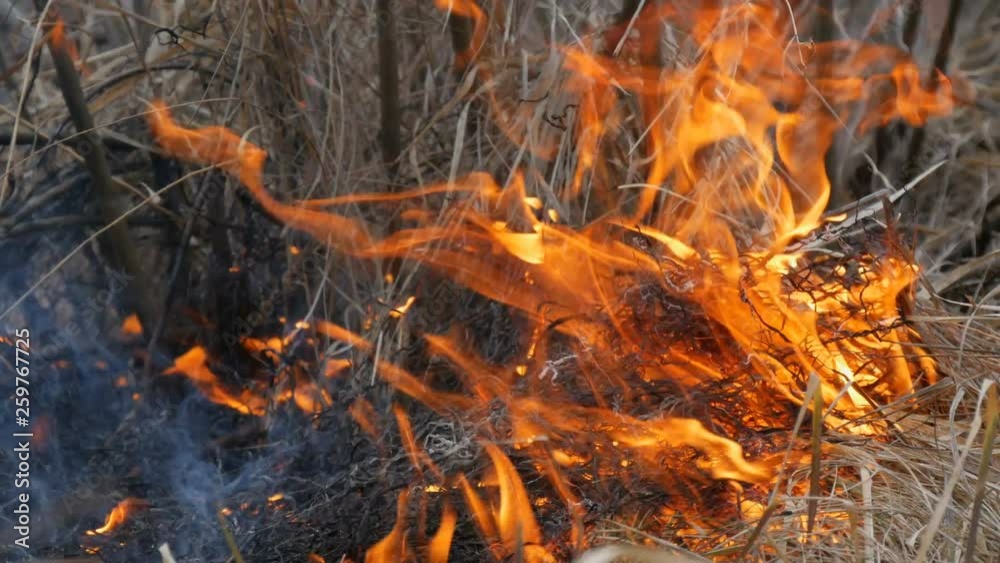 Dangerous wild fire in nature, burns dry grass. Burnt black grass in a forest glade Dangerous wild fire in nature, burns dry grass. Burnt black grass in a forest glade