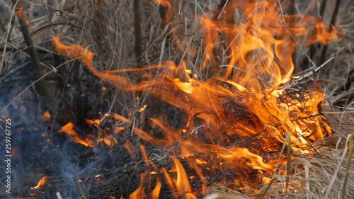 Dangerous wild fire in nature, burns dry grass. Burnt black grass in a forest glade photo