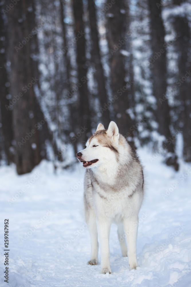 Cute and free Siberian Husky dog standing on the snow path in the winter forest at sunset.