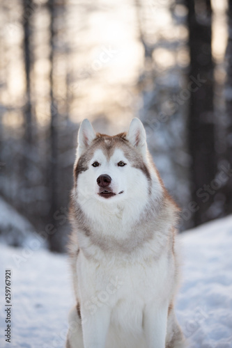 Beautiful  happy and cute Siberian Husky dog sitting on the snow path in the winter forest at sunset.