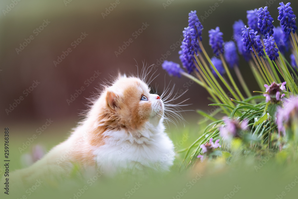 Fototapeta BKH Kitten pachnie wiosną
