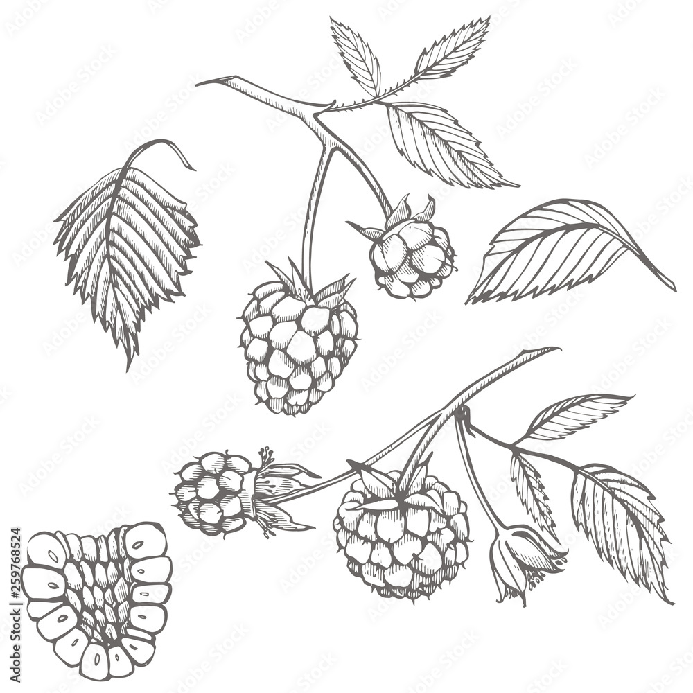 Hand drawn raspberry set isolated on white background. Retro sketch style graphic illustration. Hand drawn raspberry set isolated on white background. Retro sketch style graphic illustration.