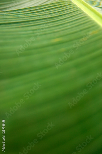 Texture of the green palm leaf
