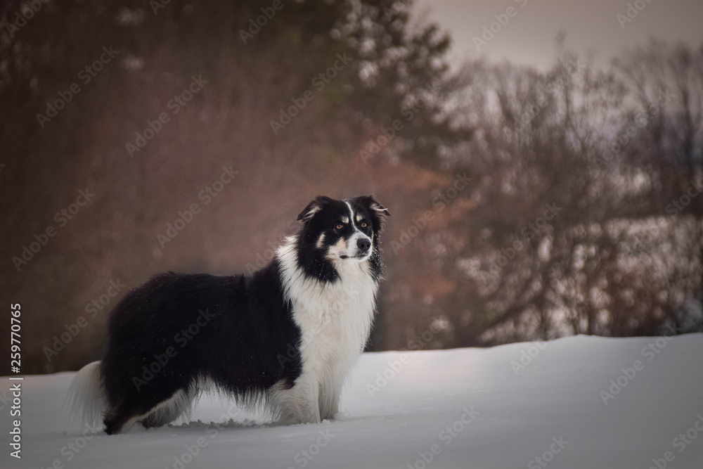 Portrait of tricolor border collie. He is standing in the snow