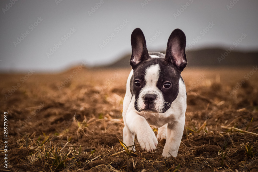 Small french bulldog is running in the field