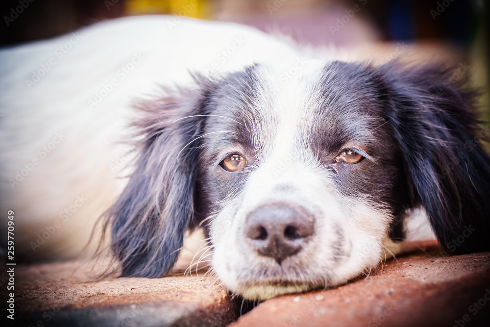 portrait of a dog puppy with a boring or sad face