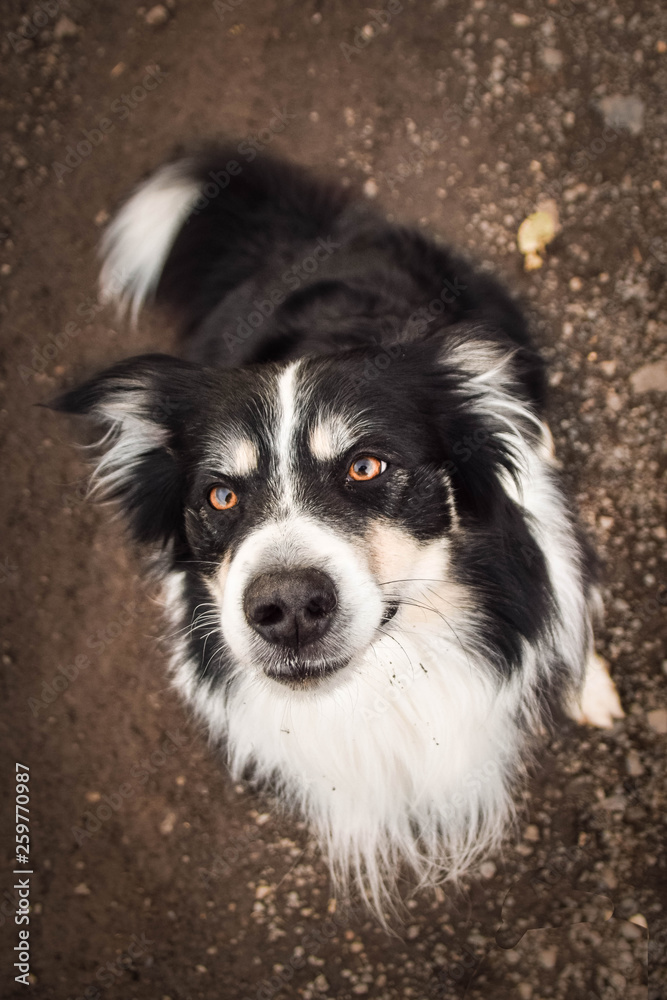 Portrait of tricolor border collie. He is sitting on the loam.
