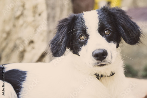 portrait of a dog puppy with a boring or sad face © carles