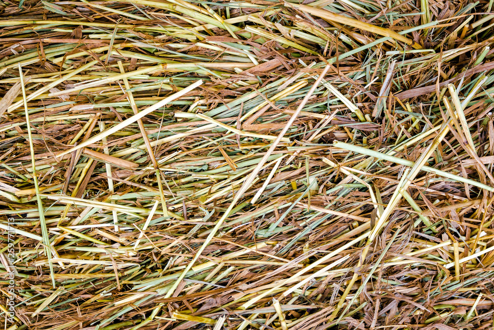Close up of wet yellow, green and brown grass after rain. Abstract nature background Close up of wet yellow, green and brown grass after rain. Abstract nature background