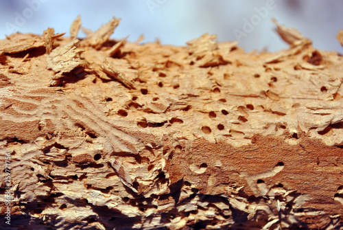 Tree branch texture with termite holes, natural wooden organic background texture close up detail