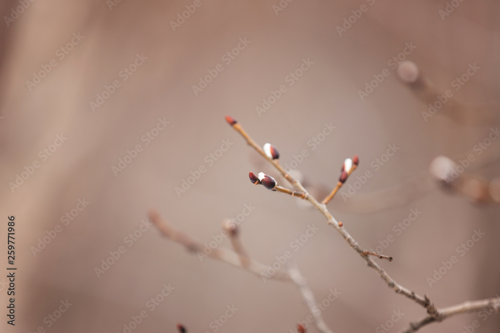 Natural background. Willow branches with buds in early spring, selective focus. Natural background. Willow branches with buds in early spring, selective focus.