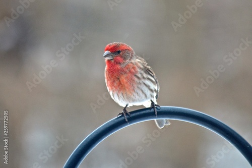 House Finch in Winter