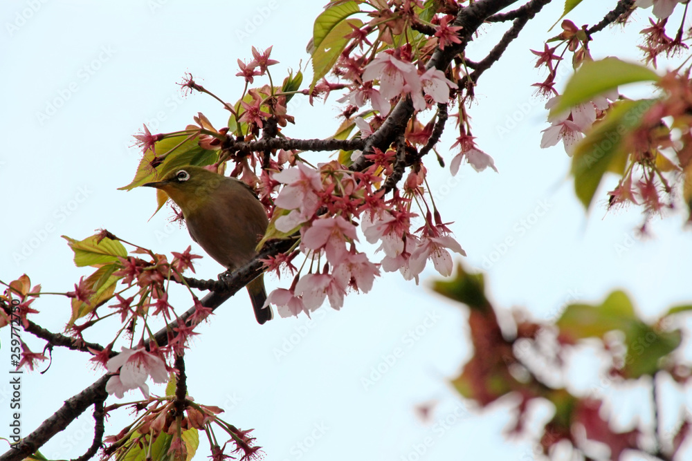 Mejiro during Sakura season in a cherry blossom tree in Tokyo, Japan Mejiro during Sakura season in a cherry blossom tree in Tokyo, Japan