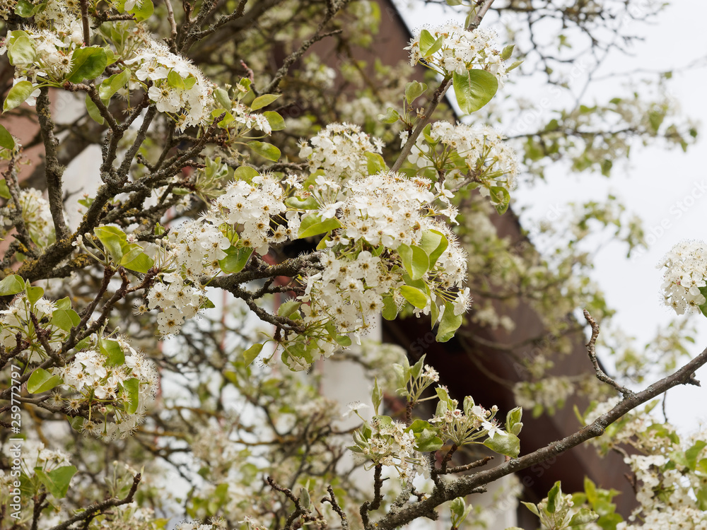 Pyrus calleryana Poirier de Chine ou poirier d'ornement à fleurs — free download
