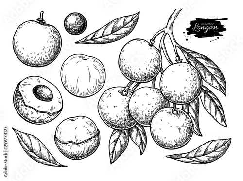 Longan vector drawing set. Hand drawn tropical fruit illustration. Engraved summer fruit. photo