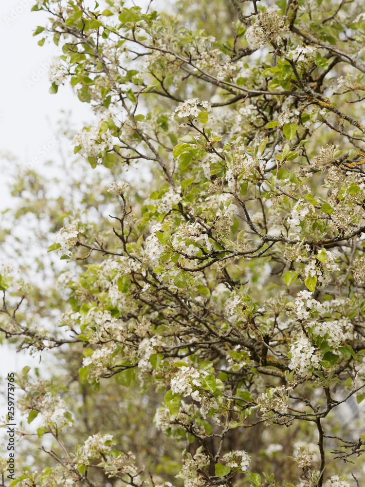 Pyrus calleryana Poirier de Chine ou poirier d'ornement à fleurs — free download