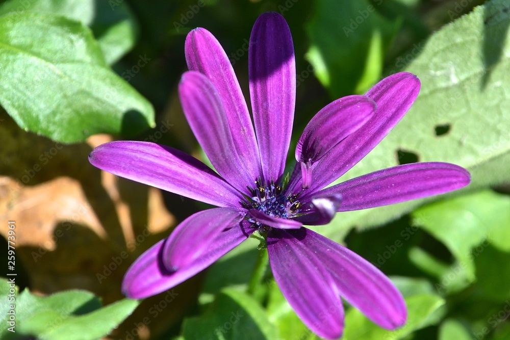 purple flower in garden purple flower in garden