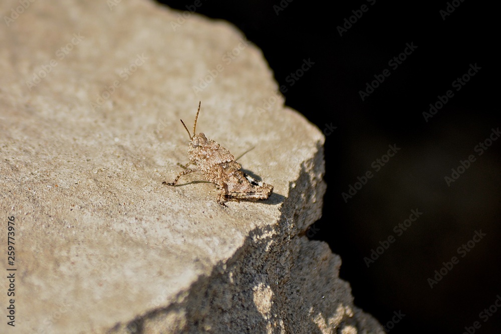 Fototapeta premium Camoflaged Cricket