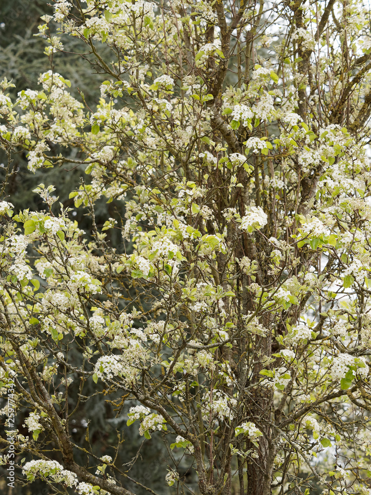 Pyrus calleryana Poirier de Chine ou poirier d'ornement à fleurs — free download