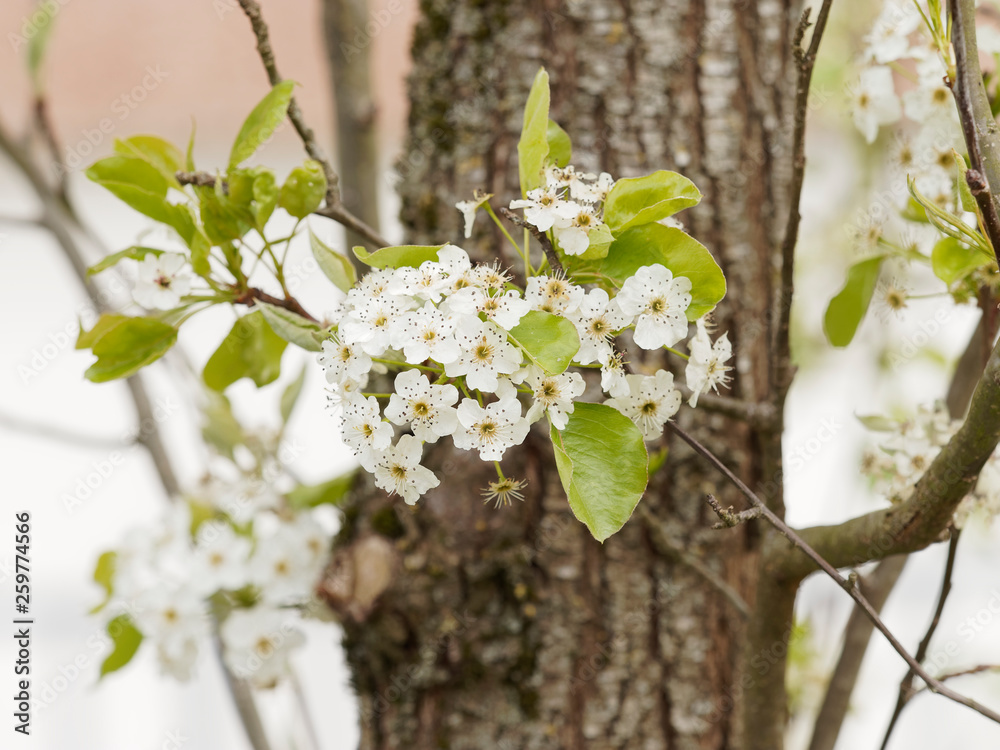 Pyrus calleryana Poirier de Chine ou poirier d'ornement à fleurs — free download