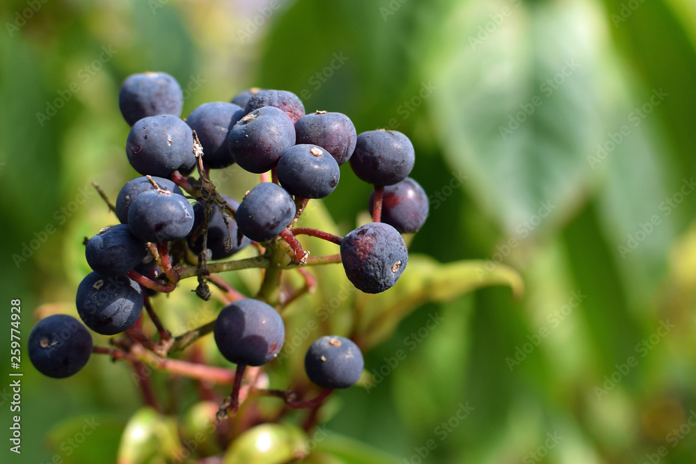 Edible fruits of Fuchsia paniculata plant. Close up image with copy space. Edible fruits of Fuchsia paniculata plant. Close up image with copy space.