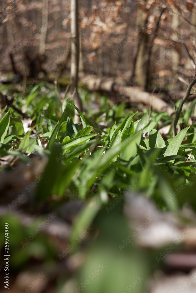 Bärlauch im Wald Bärlauch im Wald