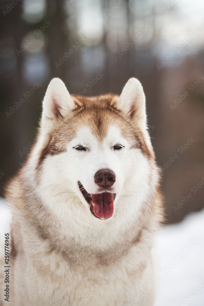 Beautiful, cute and free Siberian Husky dog sitting on the snow path in the winter forest