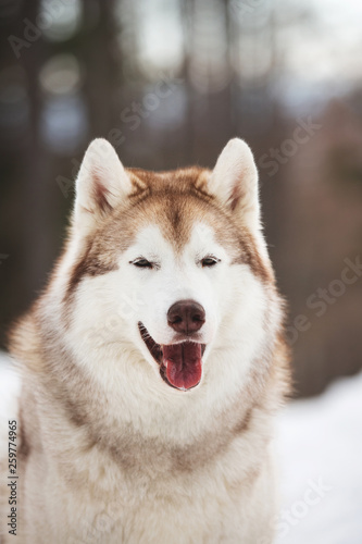 Beautiful, cute and free Siberian Husky dog sitting on the snow path in the winter forest