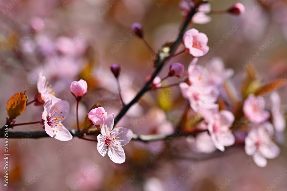 Springtime. Beautiful flowering Japanese cherry - Sakura. Colorful background with flowers  and sun on a spring day.