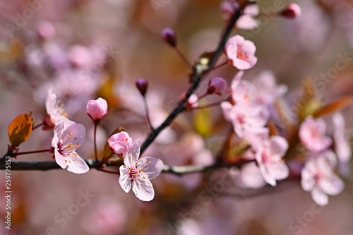 Springtime. Beautiful flowering Japanese cherry - Sakura. Colorful background with flowers and sun on a spring day.