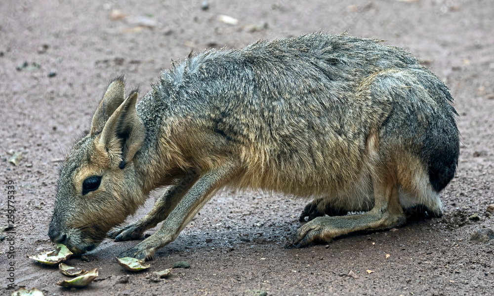Naklejka premium Patagonian cavy. Latin name - Dolichotis patagonum