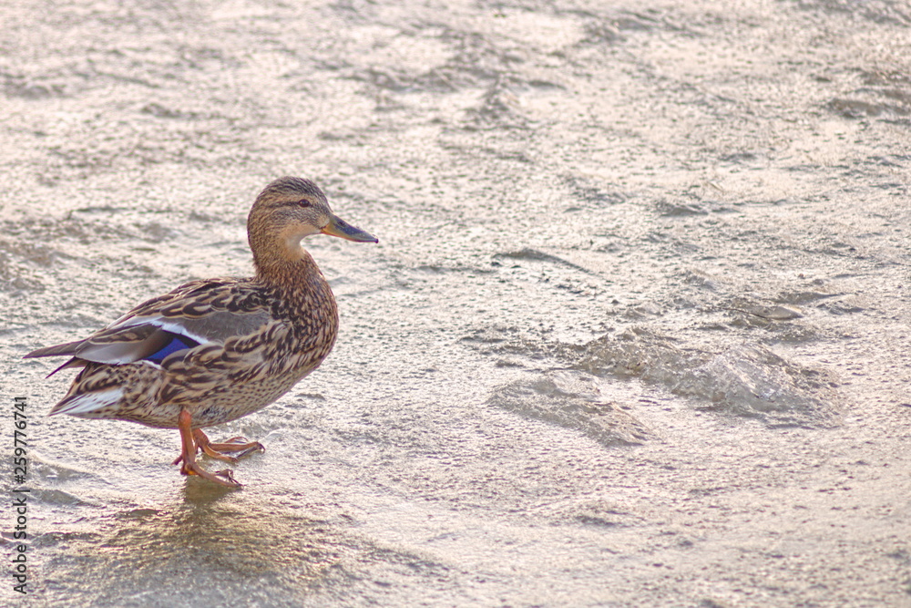 Duck standing on a frozen pond with copyspace Duck standing on a frozen pond with copyspace
