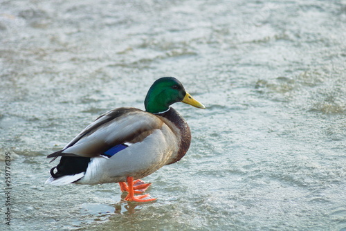 Duck freezes on the ice of the pond