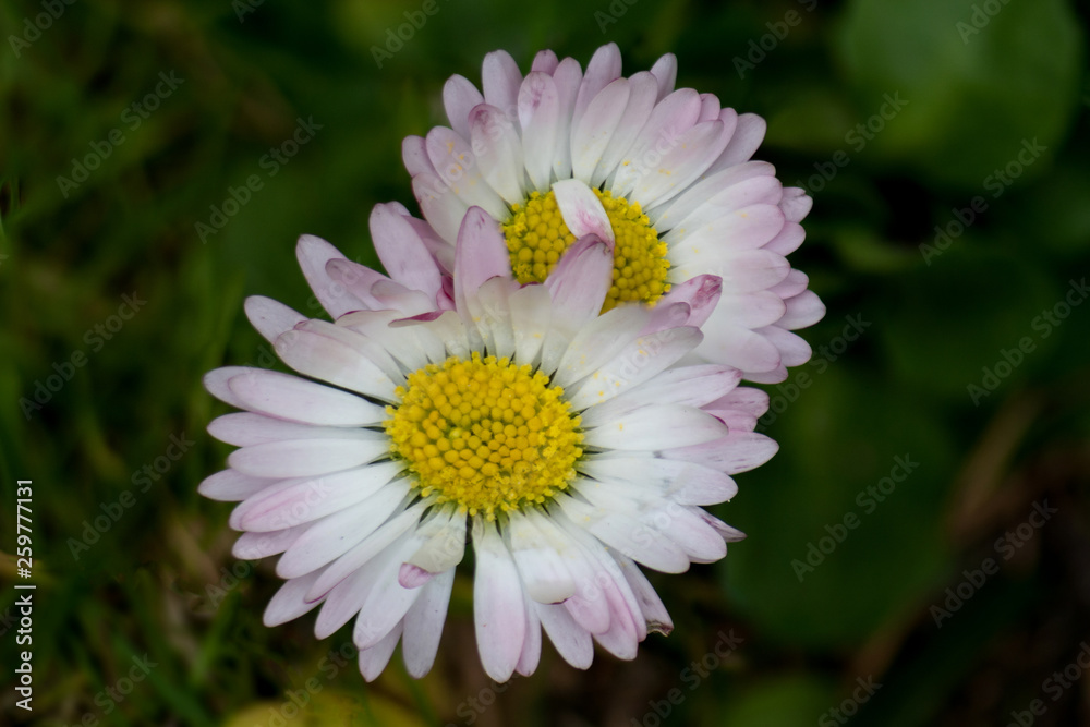 Makroaufnahme zwei weiße Gänseblümchen mit rosa Rand auf einer Wiese Makroaufnahme zwei weiße Gänseblümchen mit rosa Rand auf einer Wiese
