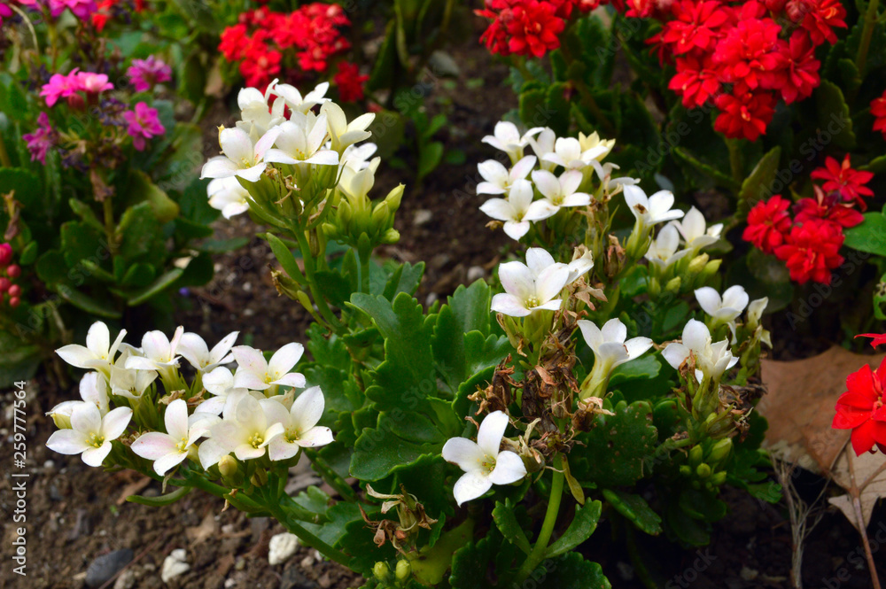 Flores