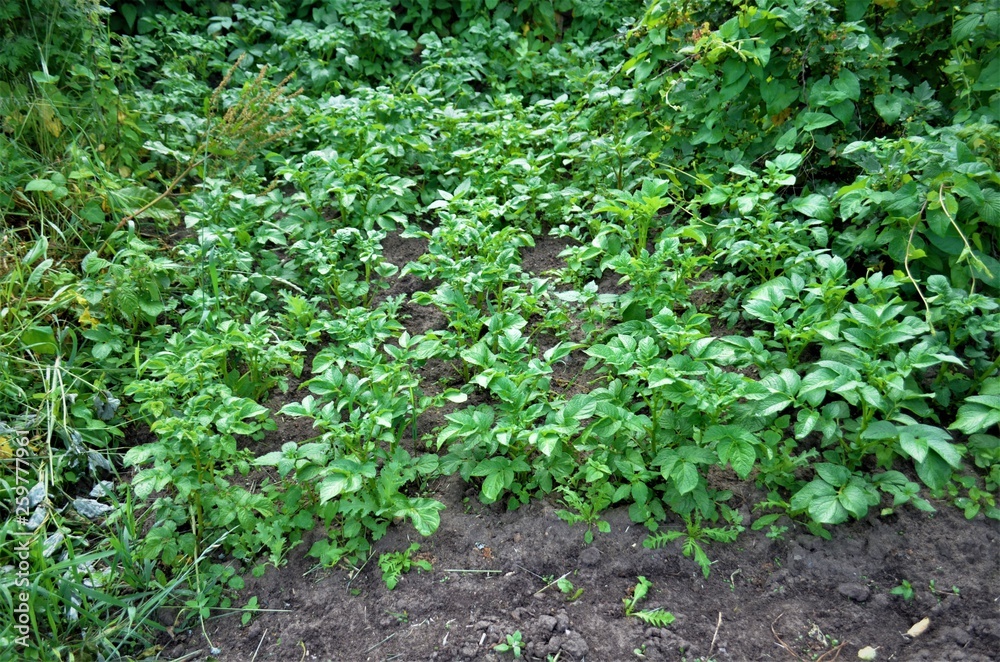 garden garden