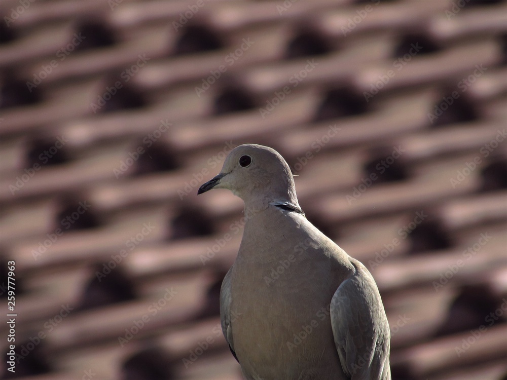 pigeon on a background