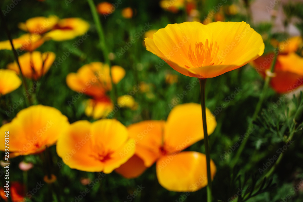 Beautiful flower garden with a blurred background Beautiful flower garden with a blurred background