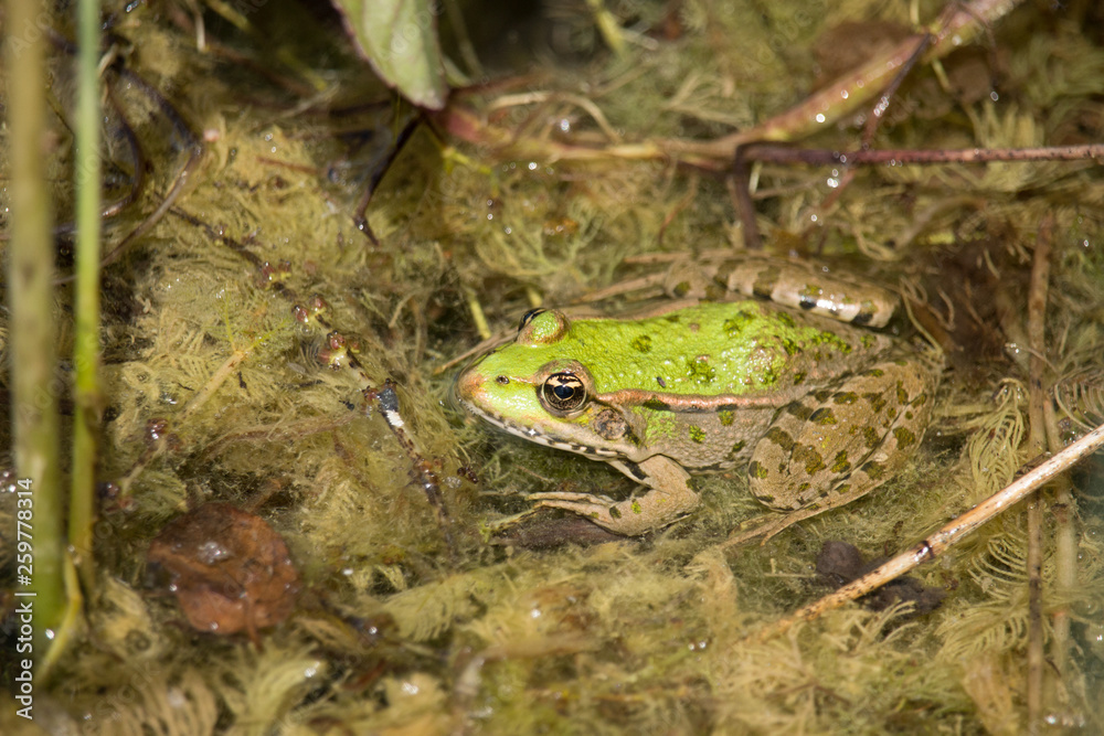 Teichfrosch Teichfrosch
